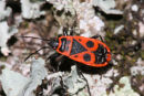 06-7344 Fire Bug (Pyrrhocoris apterus) Dordogne Valley France